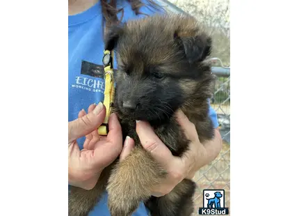 a person holding a baby goat