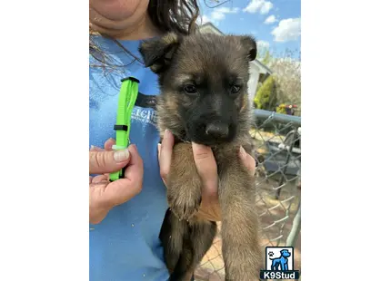 a person holding a german shepherd dog