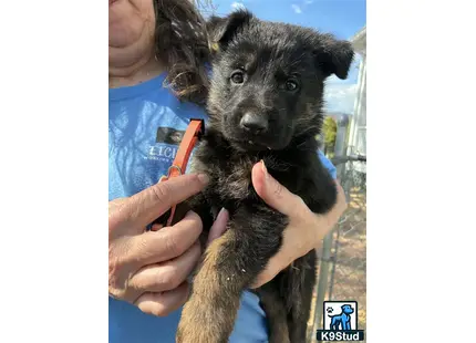a person holding a german shepherd dog
