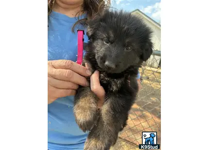 a person holding a german shepherd dog