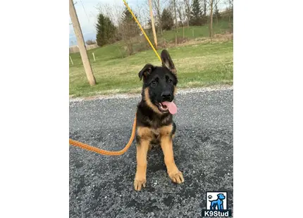 a german shepherd dog on a leash