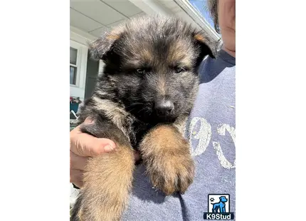 a person holding a german shepherd puppy