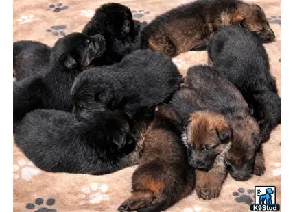 a group of german shepherd puppies sleeping