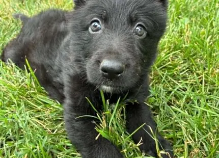 a black german shepherd puppy lying in the grass