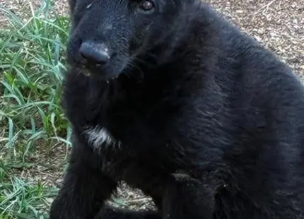 a black german shepherd dog sitting on the ground
