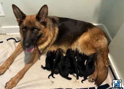 German Shepherd puppy for sale: a german shepherd dog lying on the floor