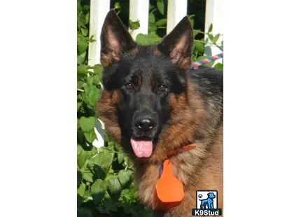 a german shepherd dog with a carrot in its mouth