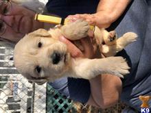 golden retriever puppy posted by eichenluft