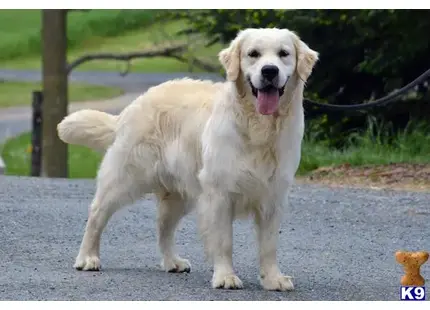 Golden Retriever