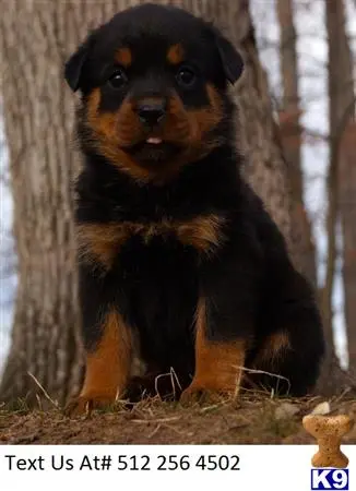 Rottweiler puppy for sale