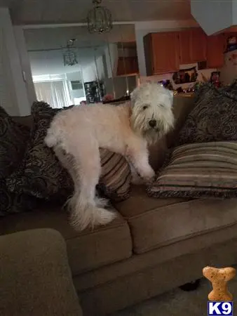 Soft Coated Wheaten Terrier stud dog