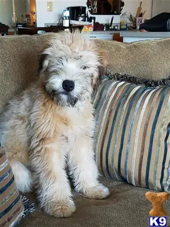 Soft Coated Wheaten Terrier stud dog