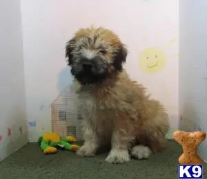 Soft Coated Wheaten Terrier stud dog