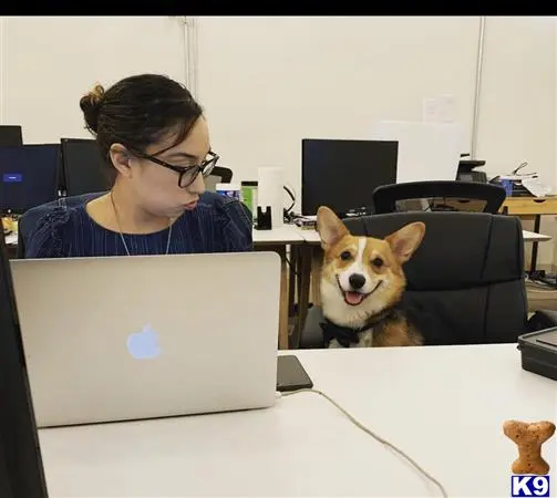 Cardigan Welsh Corgi stud dog