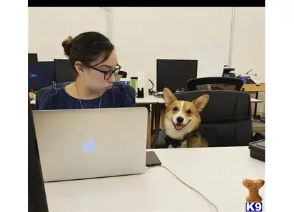 Cardigan Welsh Corgi