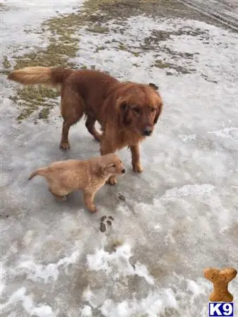 Golden Retriever stud dog