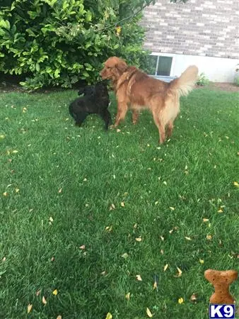 Golden Retriever stud dog