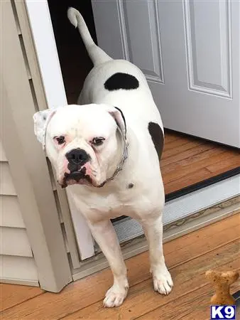 American Bulldog stud dog