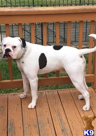 American Bulldog stud dog