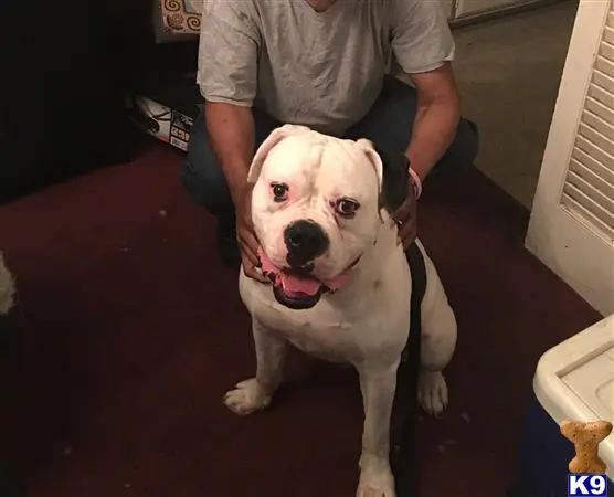 American Bulldog stud dog