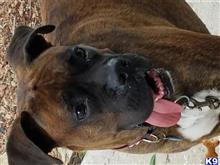Boxer