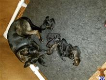 german shepherd puppy posted by ejranK9