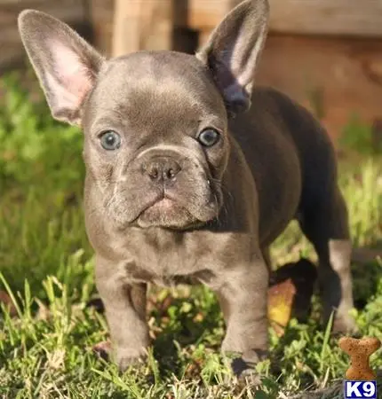 French Bulldog puppy for sale: a small brown french bulldog dog