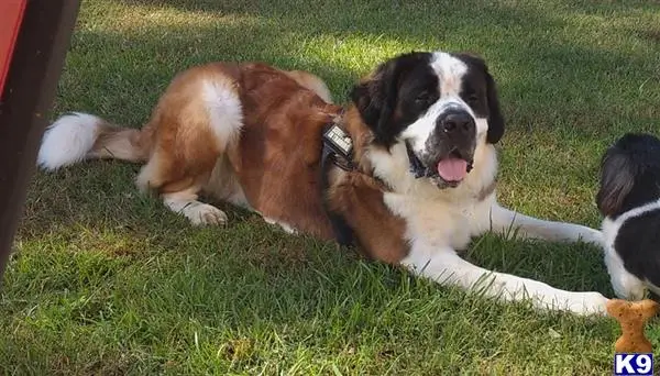 Saint Bernard stud dog