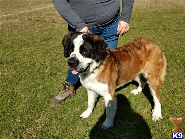 Saint Bernard stud dog