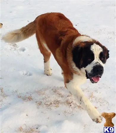 Saint Bernard stud dog