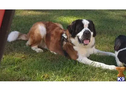 Saint Bernard