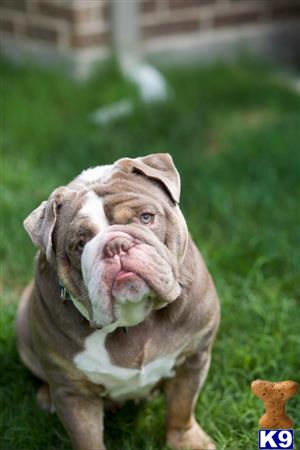 English Bulldog stud dog