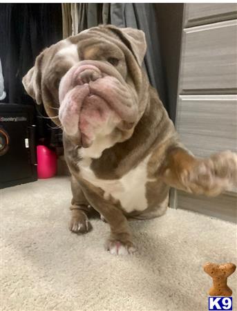 English Bulldog stud dog