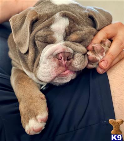 English Bulldog stud dog