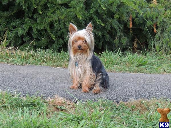 Yorkshire Terrier dog