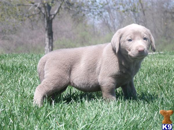 chocolate lab puppies for sale in illinois labrador retriever puppies for sale in illinois chocolate lab puppies for sale in illinois labrador retriever puppies for sale in illinois