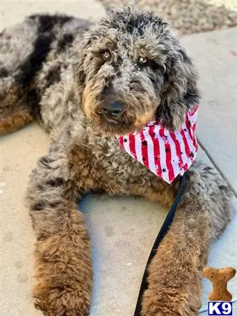 Bernedoodle stud dog