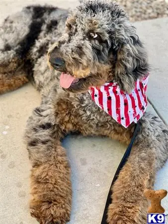 Bernedoodle stud dog