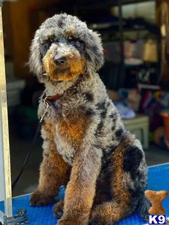 Bernedoodle stud dog