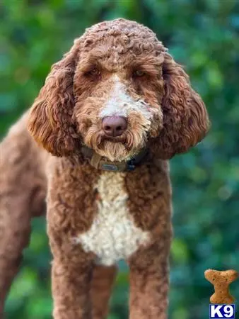 Poodle stud dog