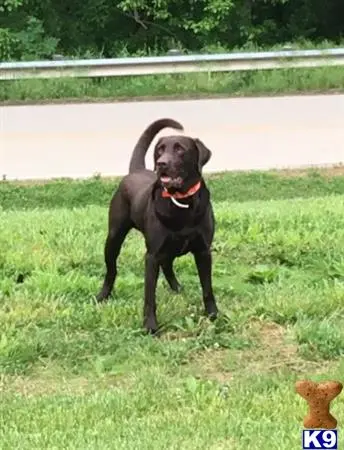 Labrador Retriever stud dog