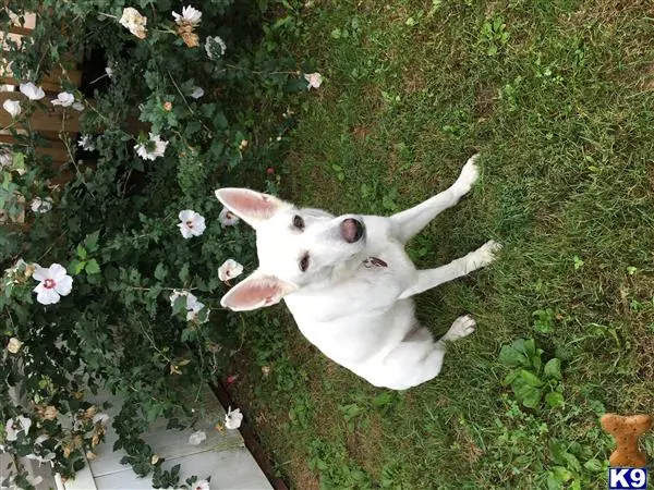German Shepherd female dog: White dog sitting in a garden with flowers and grass