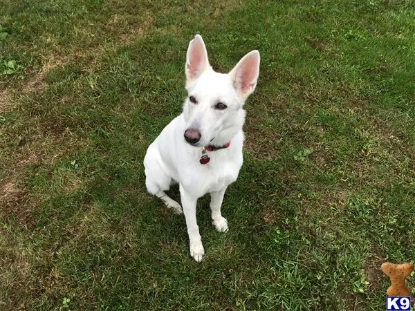 German Shepherd female dog: White dog with erect ears sitting on green grass