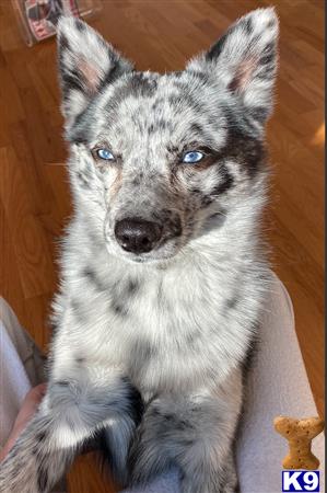 Mixed Breed stud dog