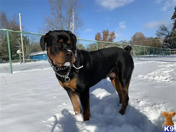 Rottweiler stud dog