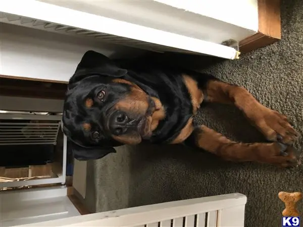 Rottweiler stud dog