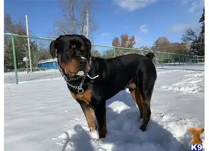 Rottweiler