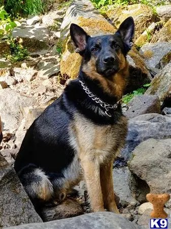 German Shepherd stud dog