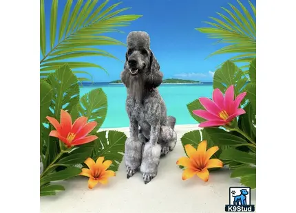 a poodle dog sitting on a ledge with flowers and water in the background