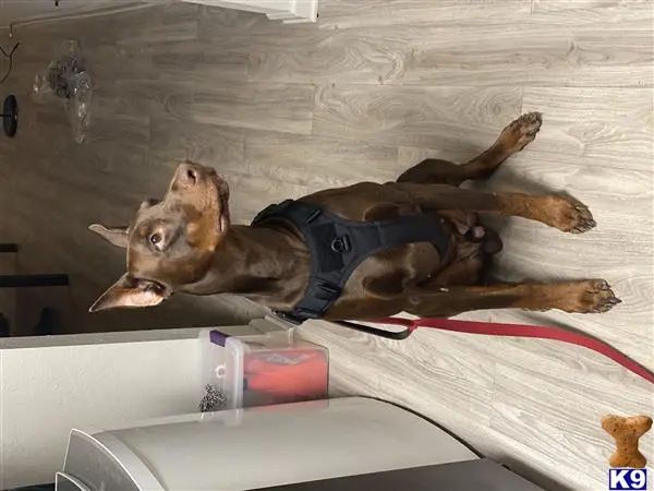 Doberman Pinscher stud dog: a doberman pinscher dog lying on a bed